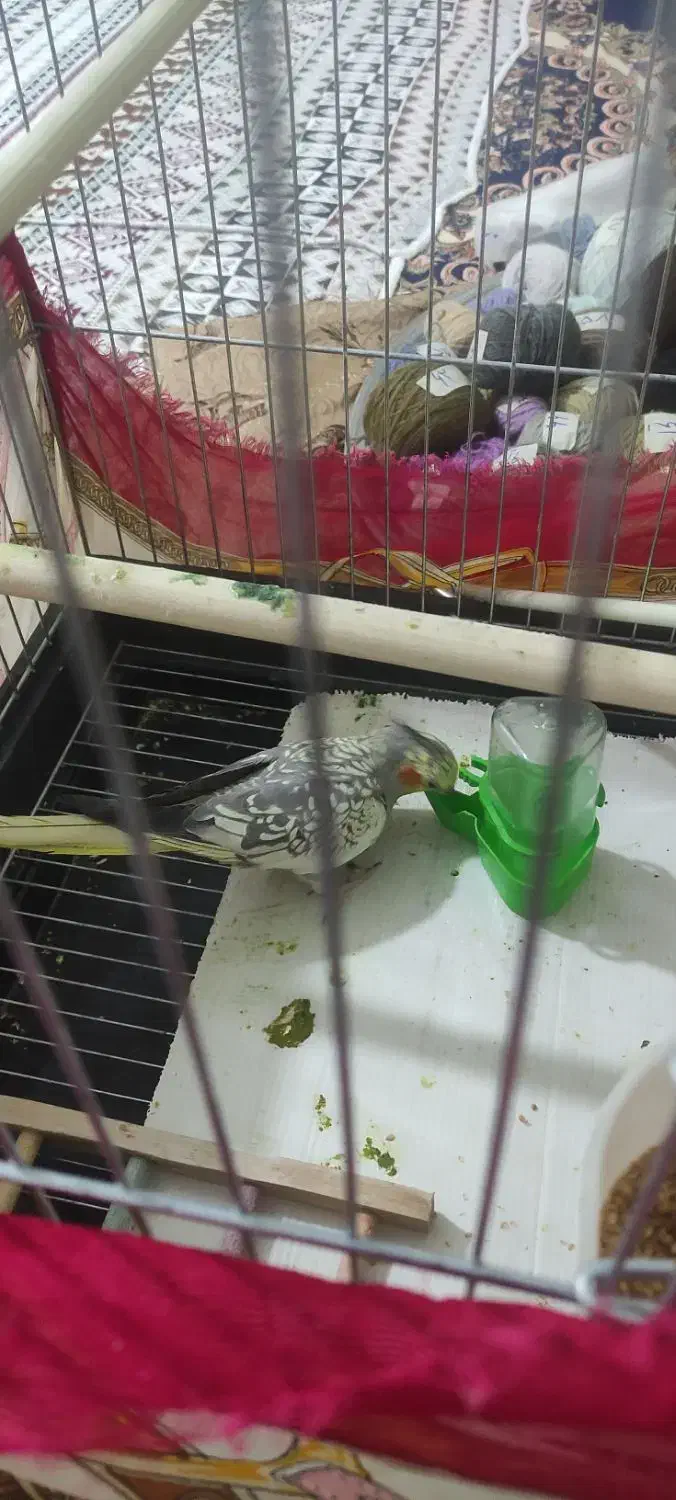 عروس هلندی گلباقالی|پرنده|بهارستان, |دیوار