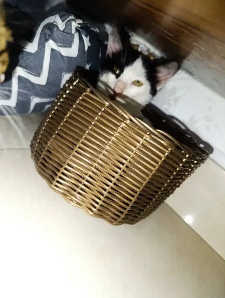 گربی خانگی|گربه|بندر انزلی, دهکده ساحلی|دیوار