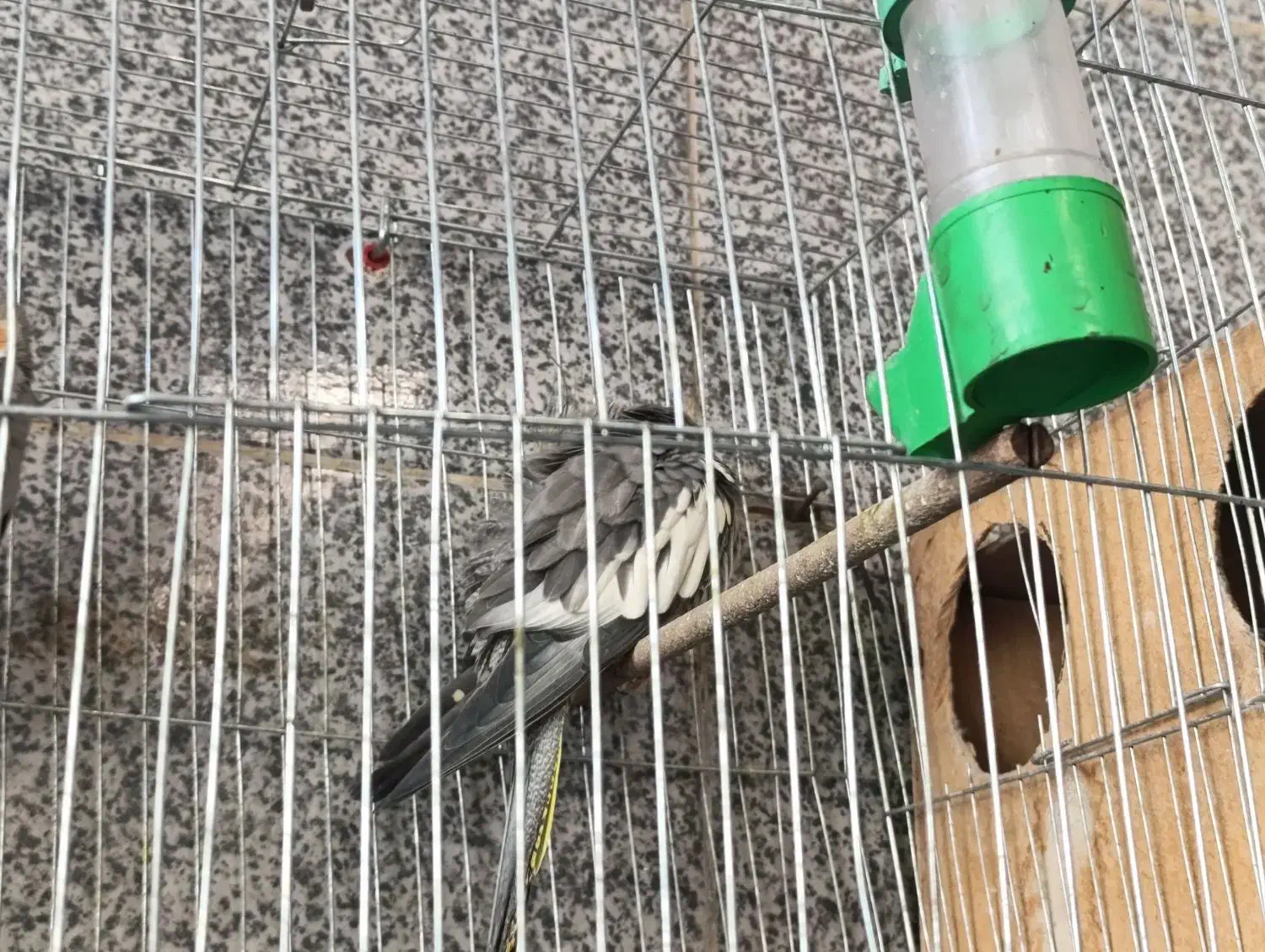 ساعت مچی و عروس هلندی|ساعت|اهواز, منبع اب|دیوار