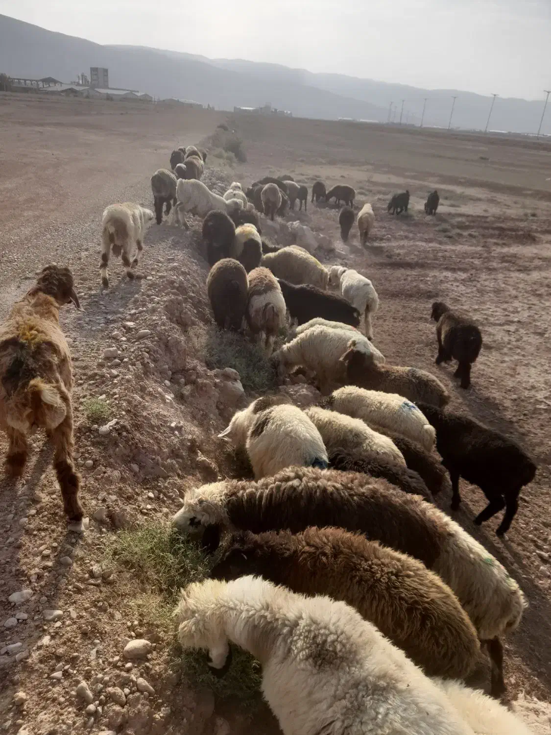 ،40راس بره 35نر 5ماد|حیوانات مزرعه|شیراز, علی آباد|دیوار