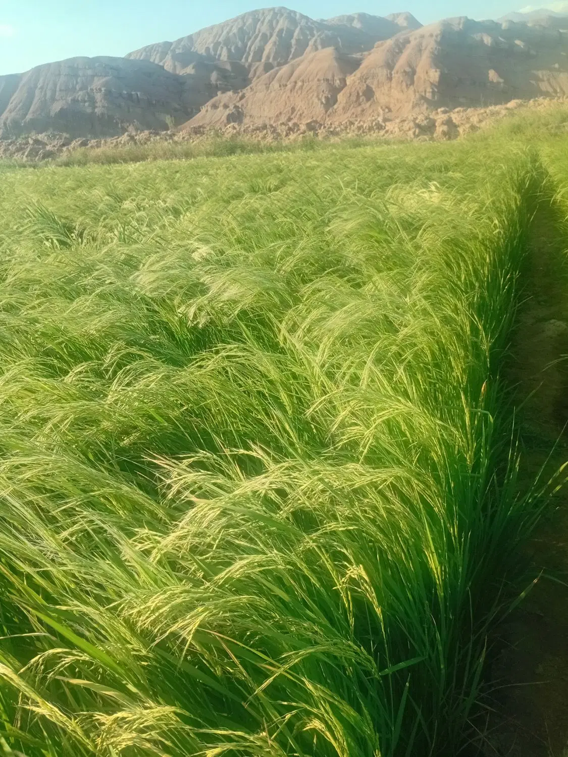 برنج|خوردنی و آشامیدنی|منجیل, |دیوار
