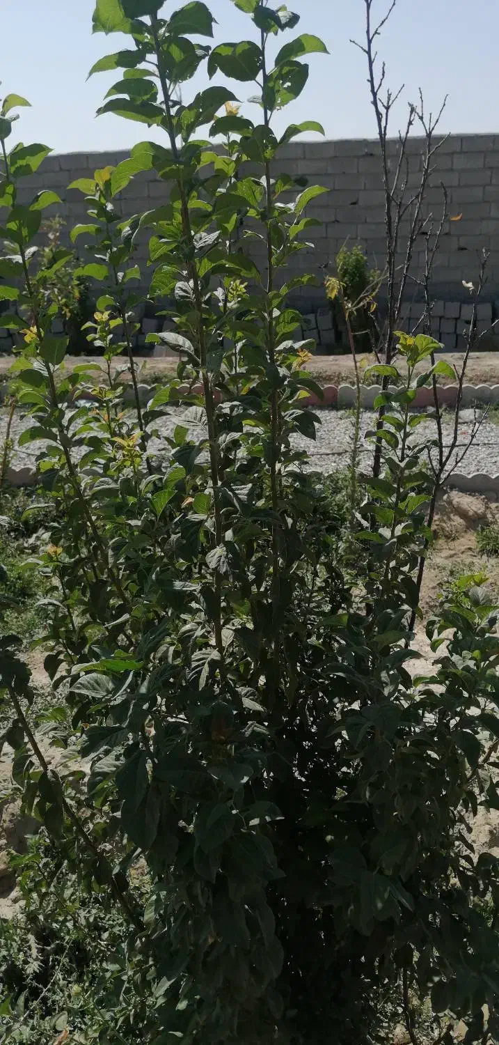 باغچه سند تک برگ دار معاوضه با ماشین|فروش زمین و ملک کلنگی|رباط‌کریم, انجم آباد|دیوار