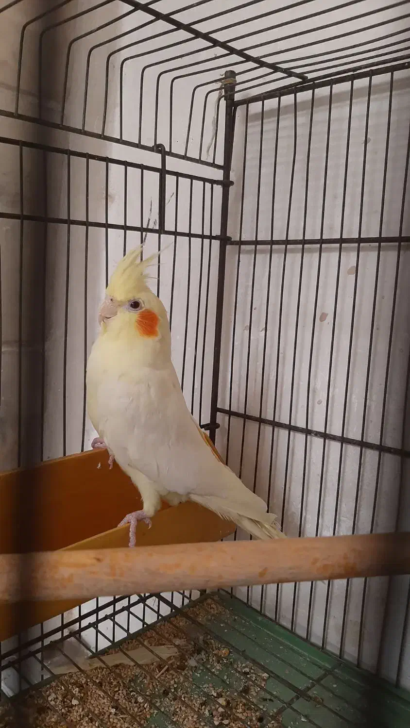 جوجه ها دو وسه و ۶ و۸ماه  نره وماده سخنگو زیبا|پرنده|تهران, شهرک رضویه|دیوار