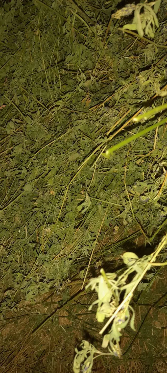 یونجه ریز قلم|لوازم جانبی حیوانات|صائین قلعه, |دیوار