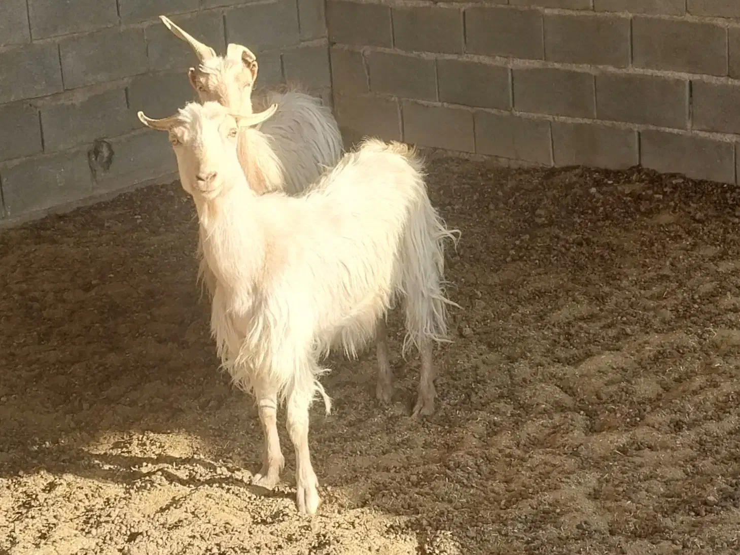 دوعدد بز جوان|حیوانات مزرعه|دهق, |دیوار