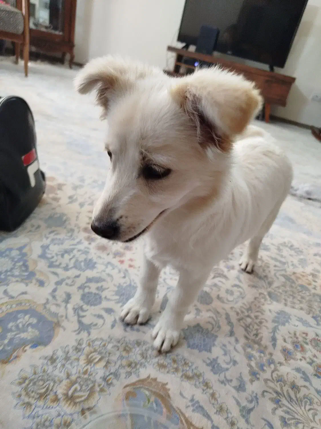 از نژاد شپیتز و پامر|سگ|مشهد, الهیه|دیوار