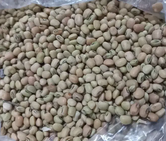 لوبیا عربی( ریزه آشی)|خوردنی و آشامیدنی|دره شهر, |دیوار