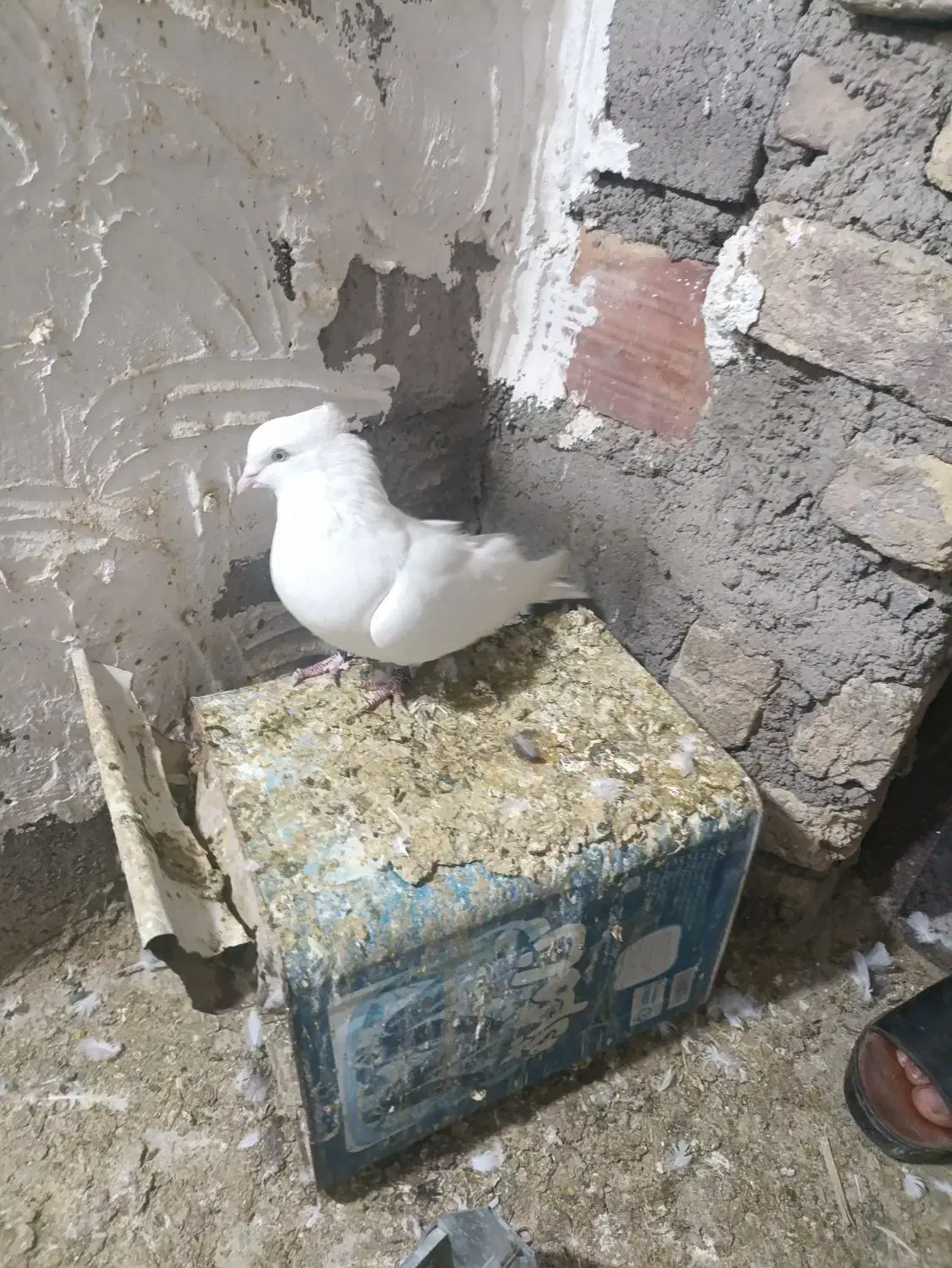 سفید چشم سفید نر|پرنده|نرماشیر, |دیوار