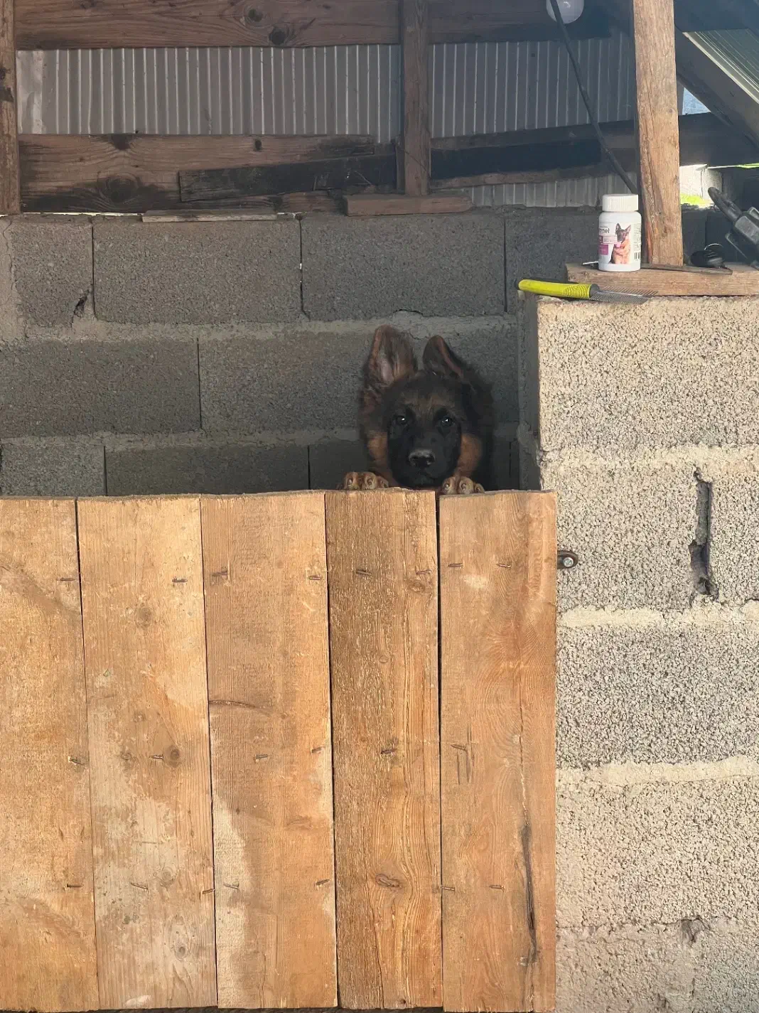 ژرمن شولاین|سگ|کیاشهر, |دیوار