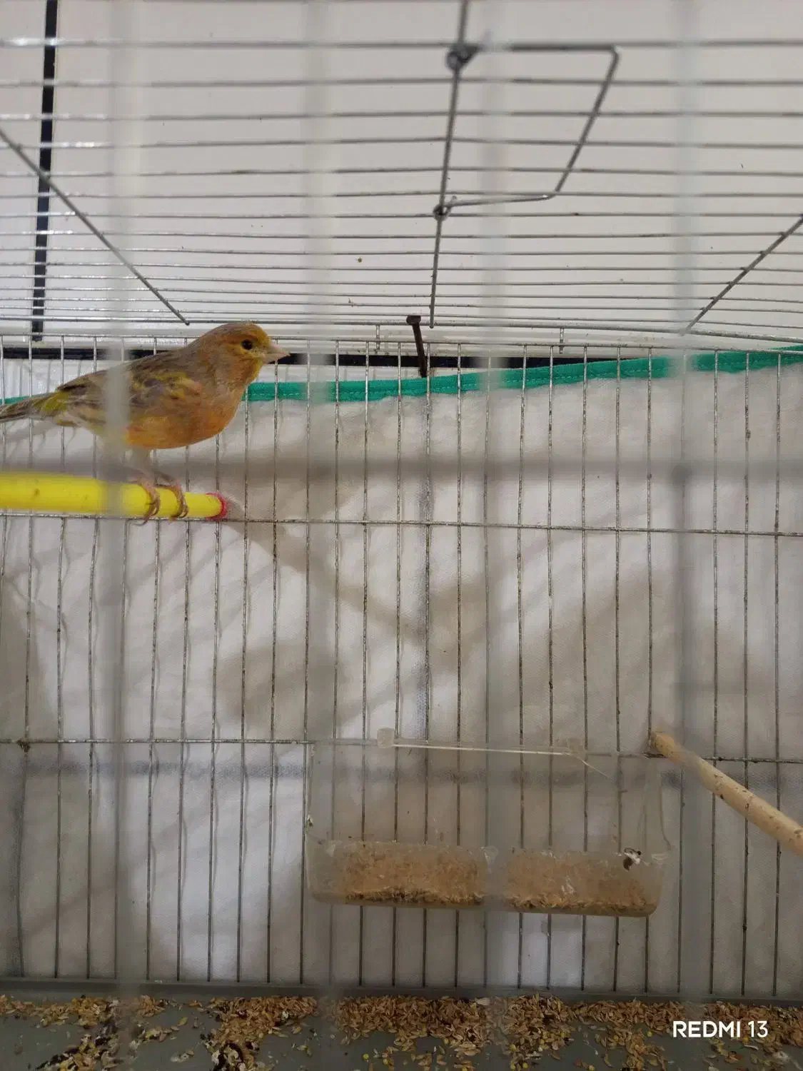 ماده قناری اماده|حیوانات مزرعه|سوسنگرد, |دیوار