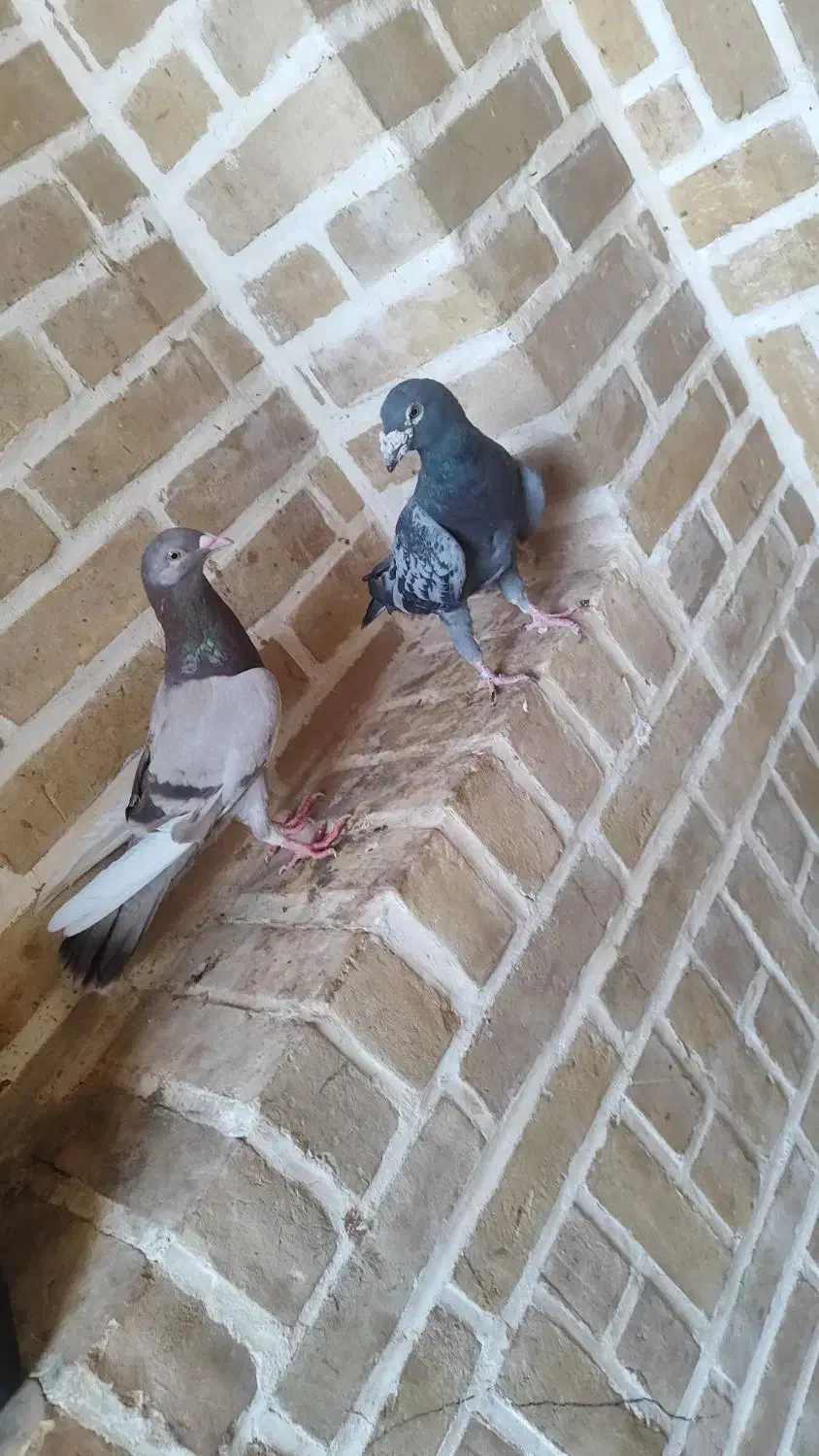 چند عدد کفتر درجه یک|پرنده|اردکان, |دیوار