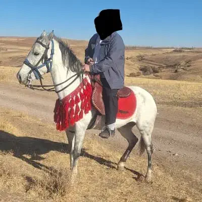 اسب|اسب و تجهیزات اسبسواری|تیکمه داش, |دیوار