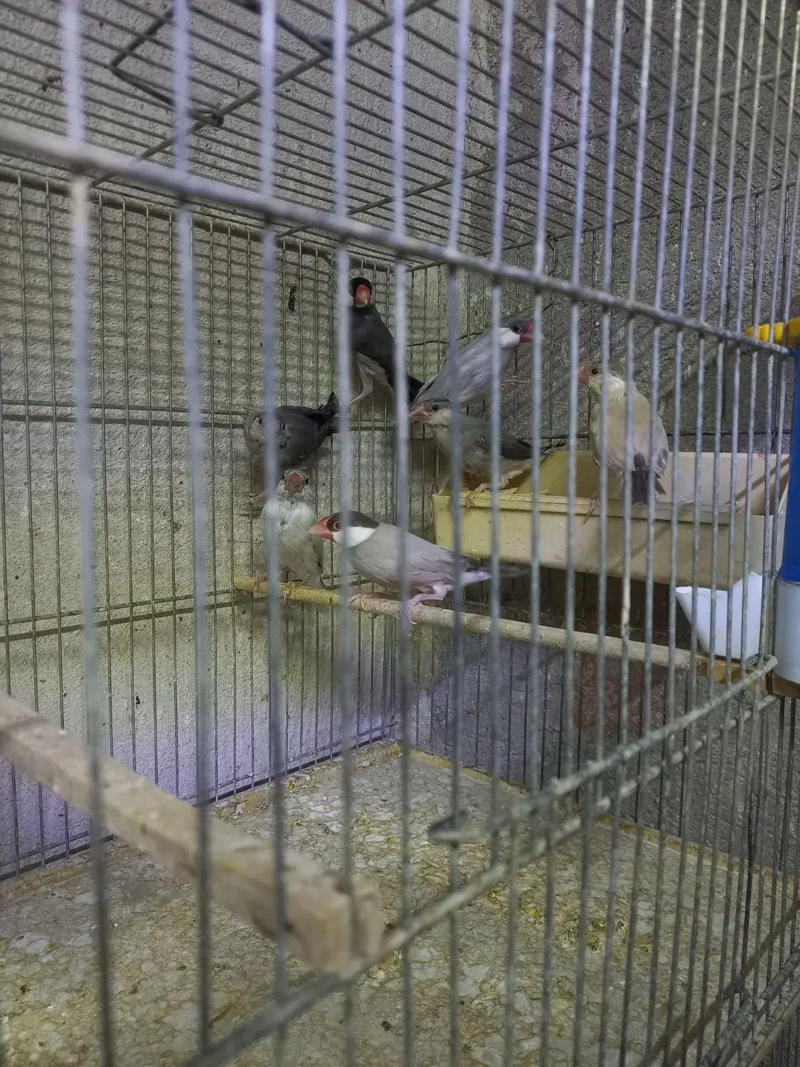 ۱۷ عدد فنچ نرگسی|پرنده|تهران, شیخ هادی|دیوار