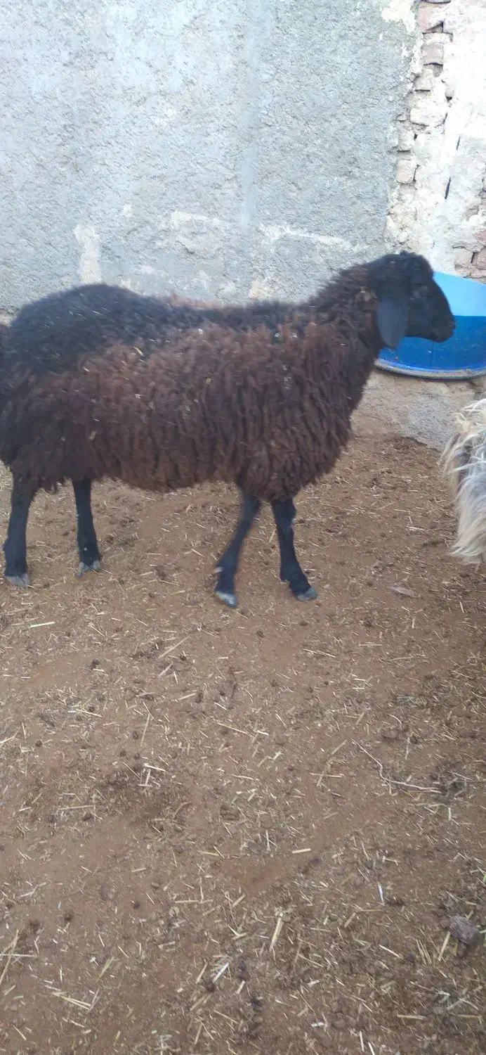 بره نر|حیوانات مزرعه|ساوه, |دیوار