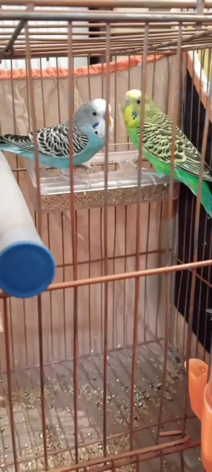 یک جفت مرغ عشق|پرنده|تبریز, |دیوار