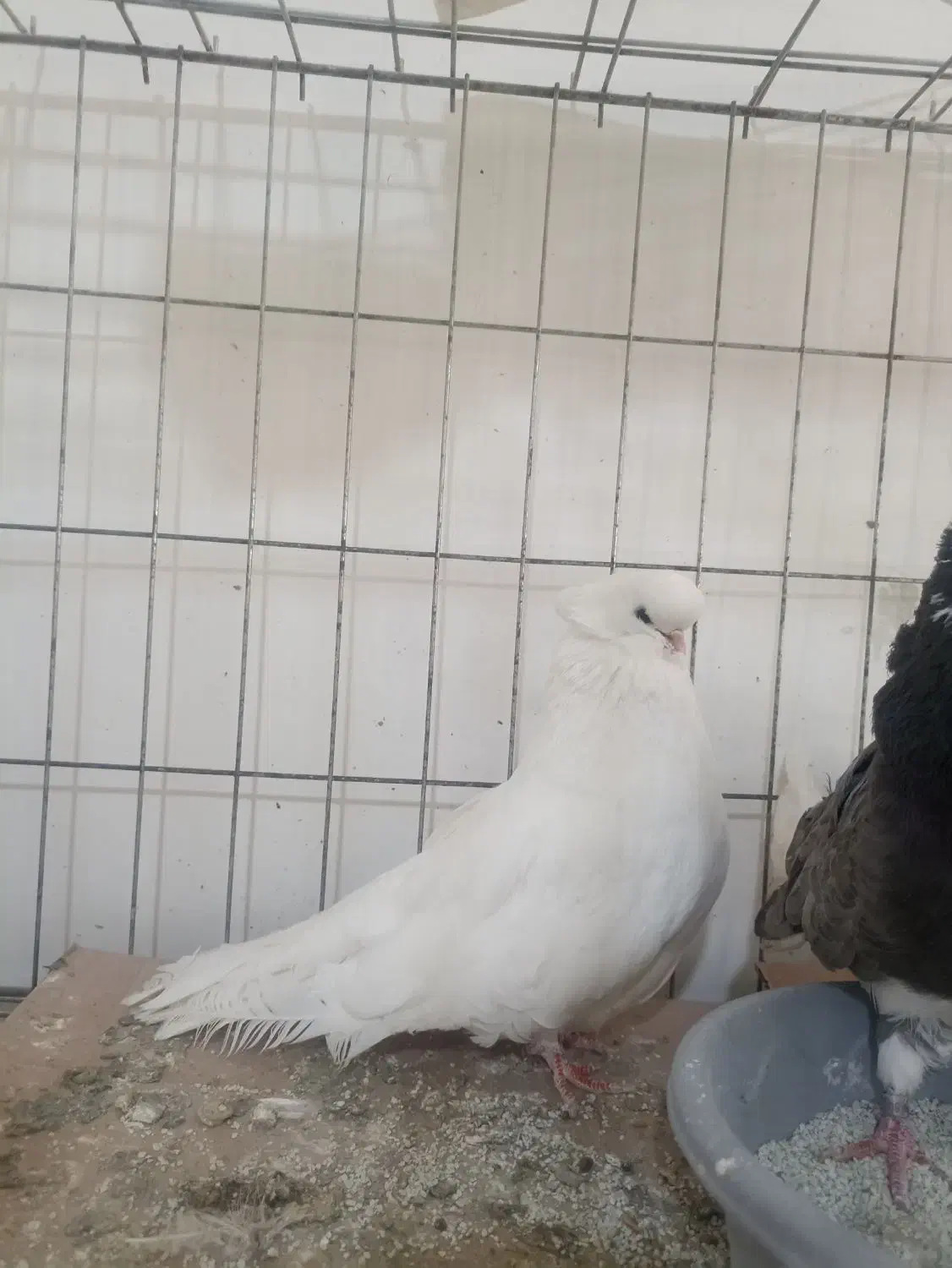 کبوتر نوک قنار|پرنده|آق قلا, |دیوار