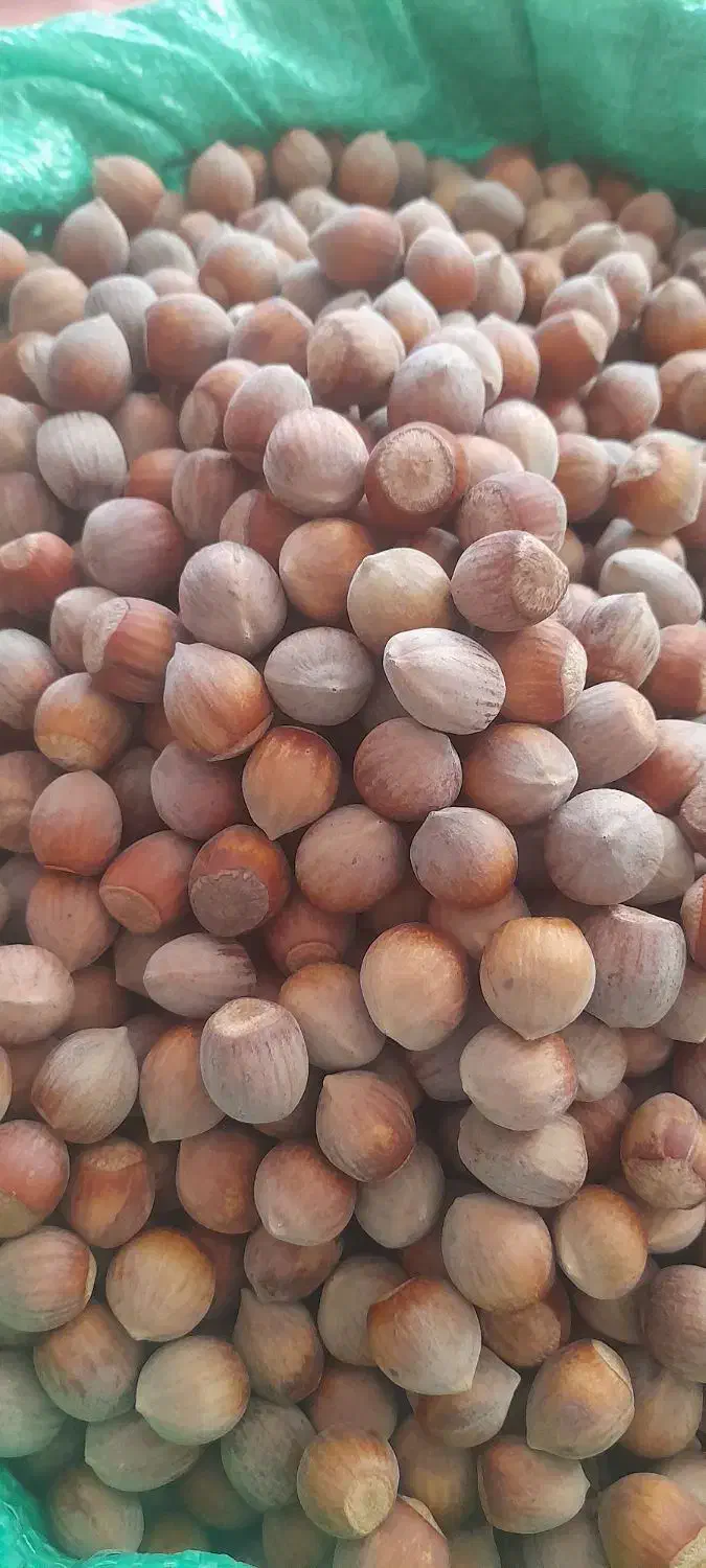 فندوق طارم|خوردنی و آشامیدنی|زنجان, |دیوار