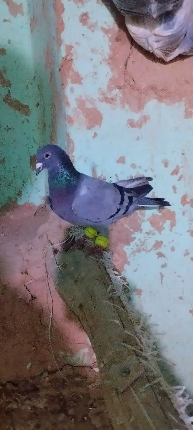 کبوتر|پرنده|شیروان (خراسان), |دیوار