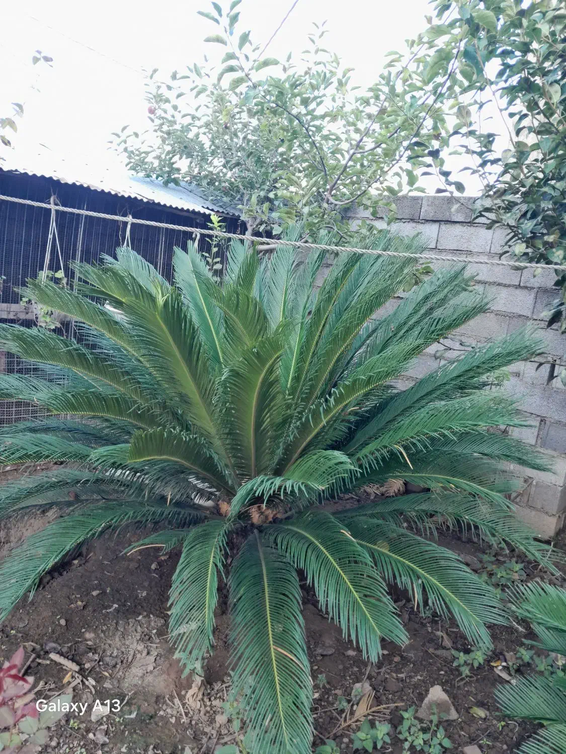 دو عدد گل سیکاس ۱۸ و ۱۰ ساله|گل و گیاه طبیعی|کومله, |دیوار