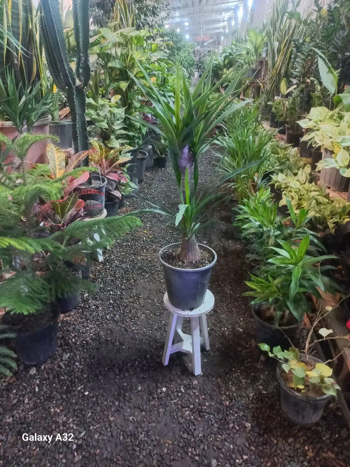 گلهای برگ درشت|گل و گیاه طبیعی|مشهد, حضرت حجت|دیوار