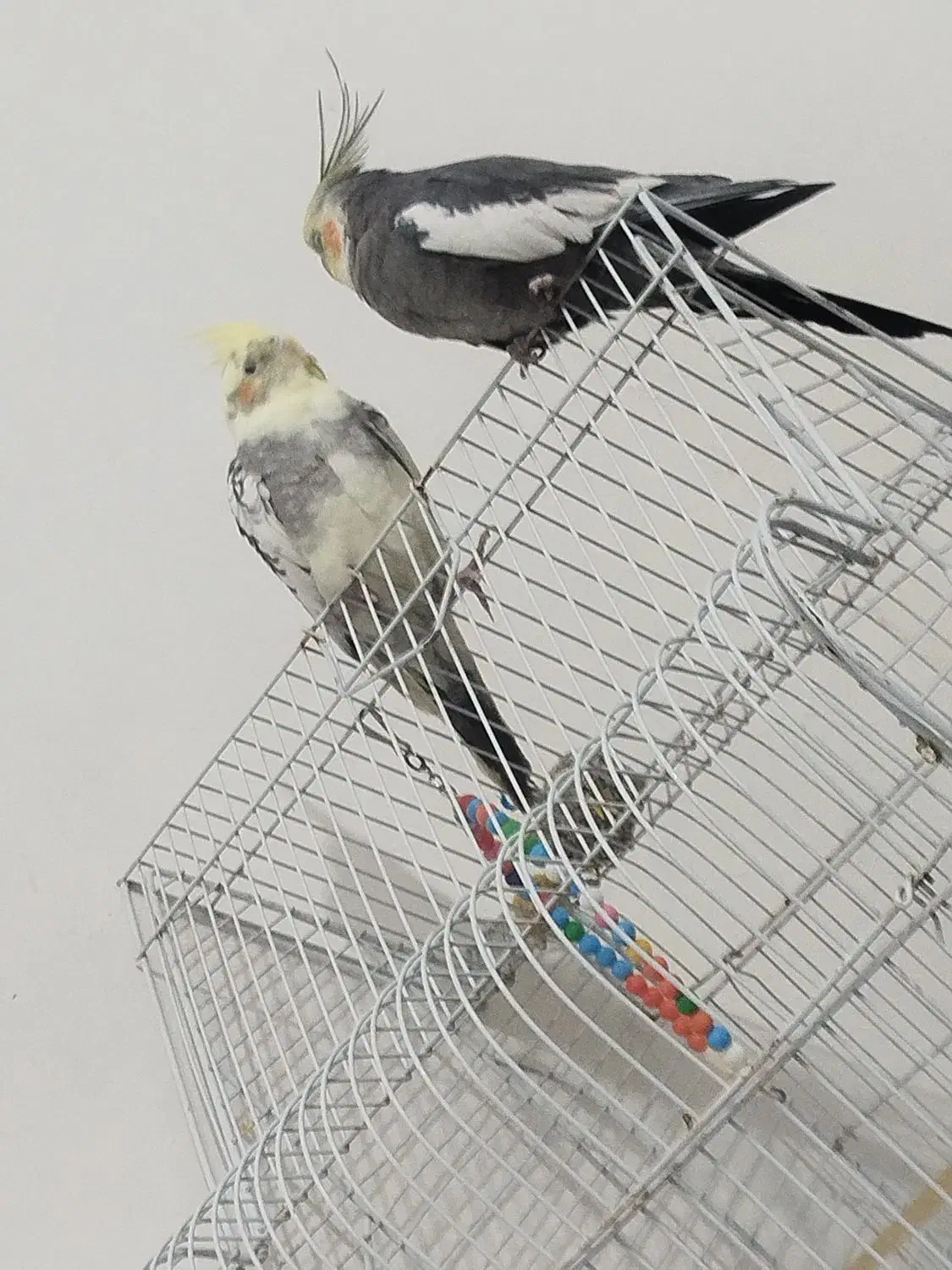 عروس سخنگو|پرنده|خاش, |دیوار