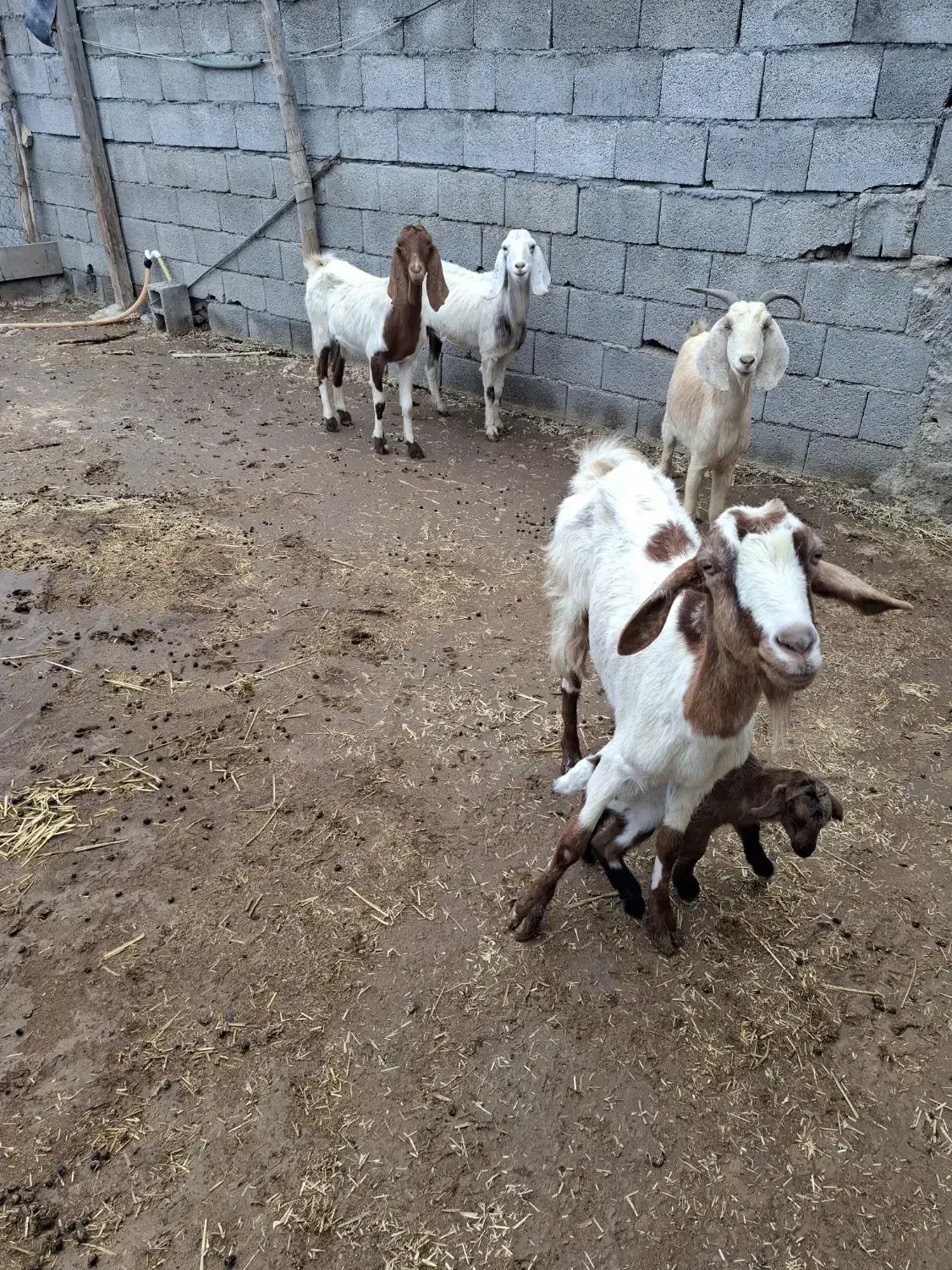 بز هل دورگ پاکستانی|حیوانات مزرعه|دلوار, |دیوار