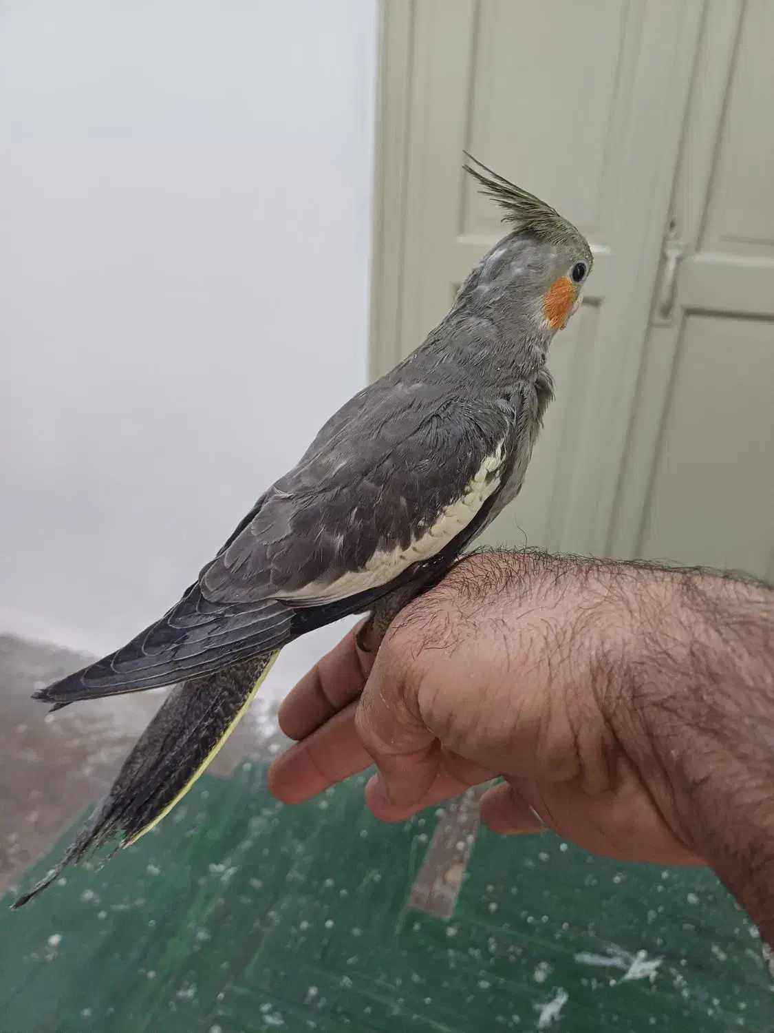 جوجه عروس هلندی|پرنده|تهران, آبشار|دیوار