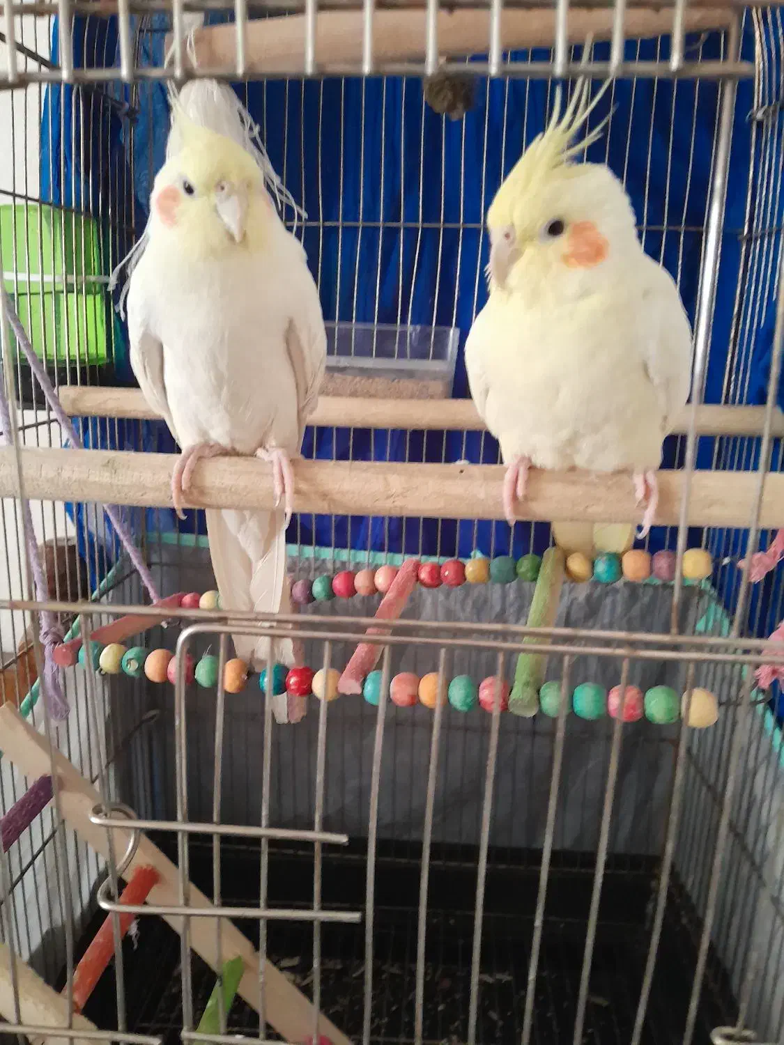 یک جفت عروس هلندی قیمت توافقی|پرنده|ساوه, |دیوار