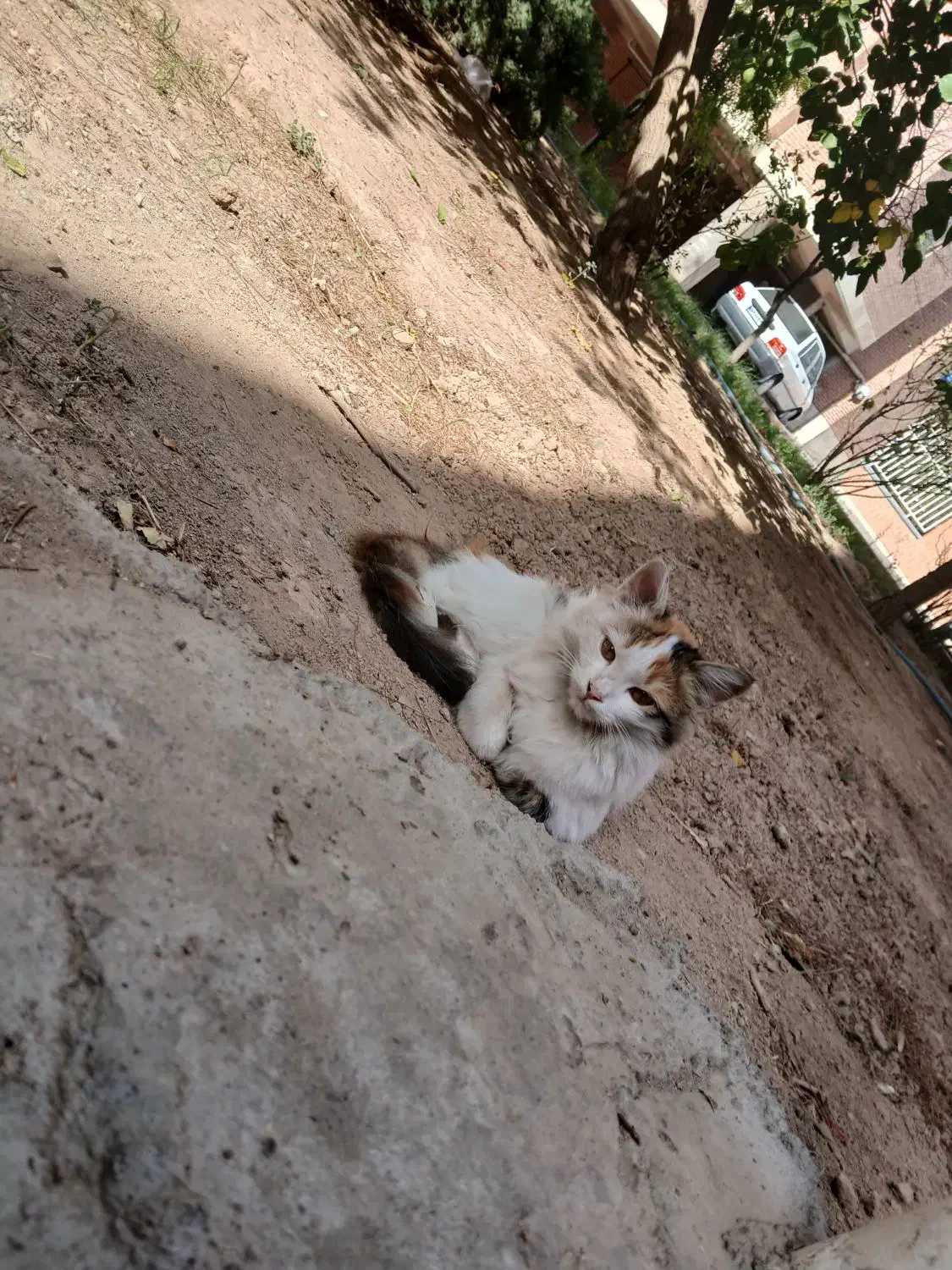 گربه واگذاری|گربه|تبریز, |دیوار