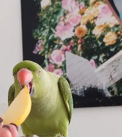 طوطی ملنگو نر|پرنده|پیشوا, |دیوار