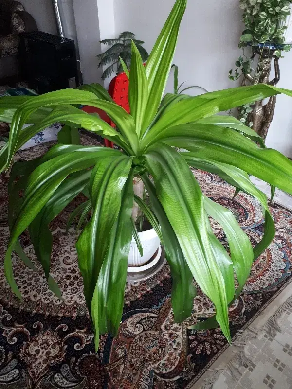 گل اشک ملکه|گل و گیاه طبیعی|مبارکه, |دیوار