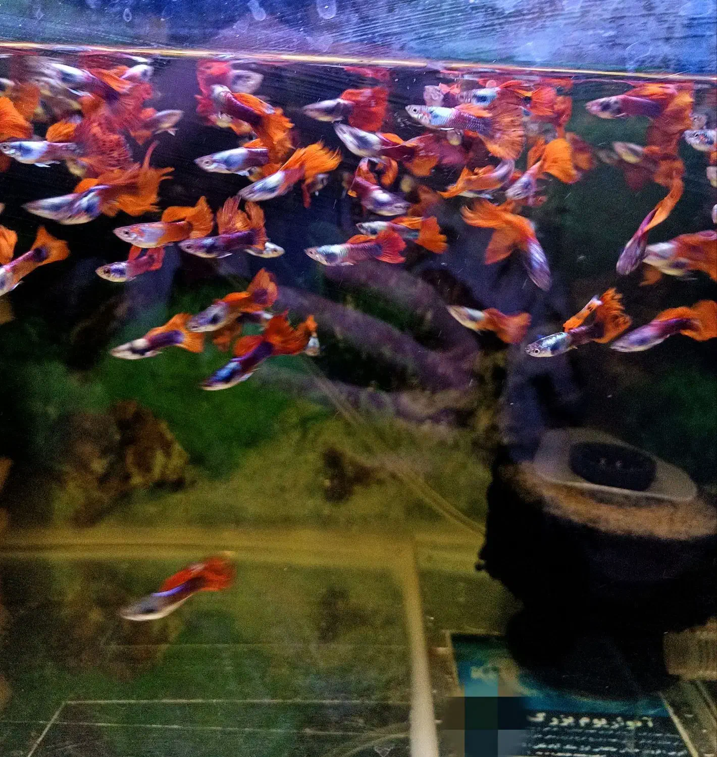 ماهی گوپی کالر زبرا کوریدوراس پلاتی فایتر|ماهی|قزوین, |دیوار