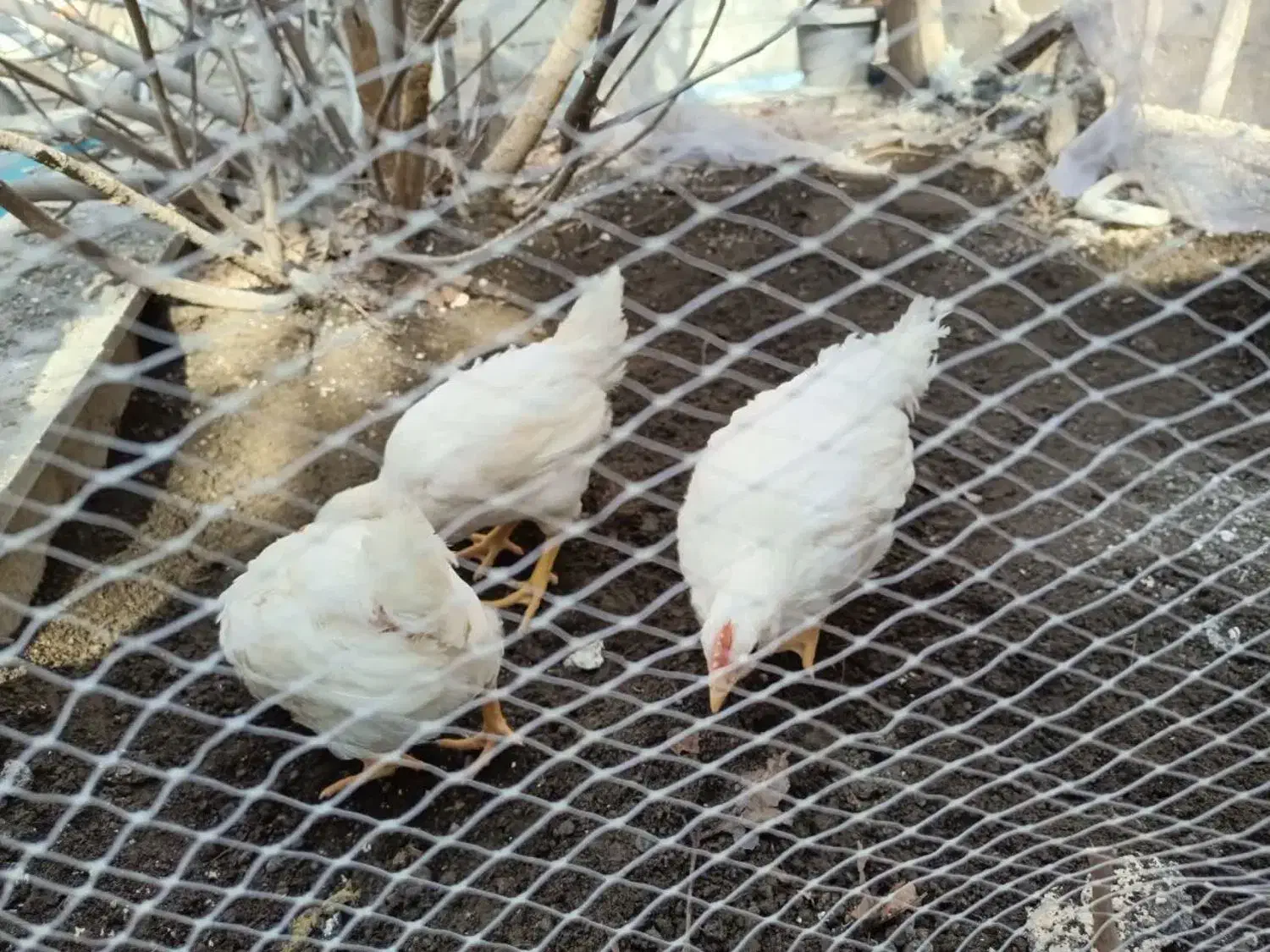 خروس لوهمن|حیوانات مزرعه|مشهد, تربیت (صدف)|دیوار