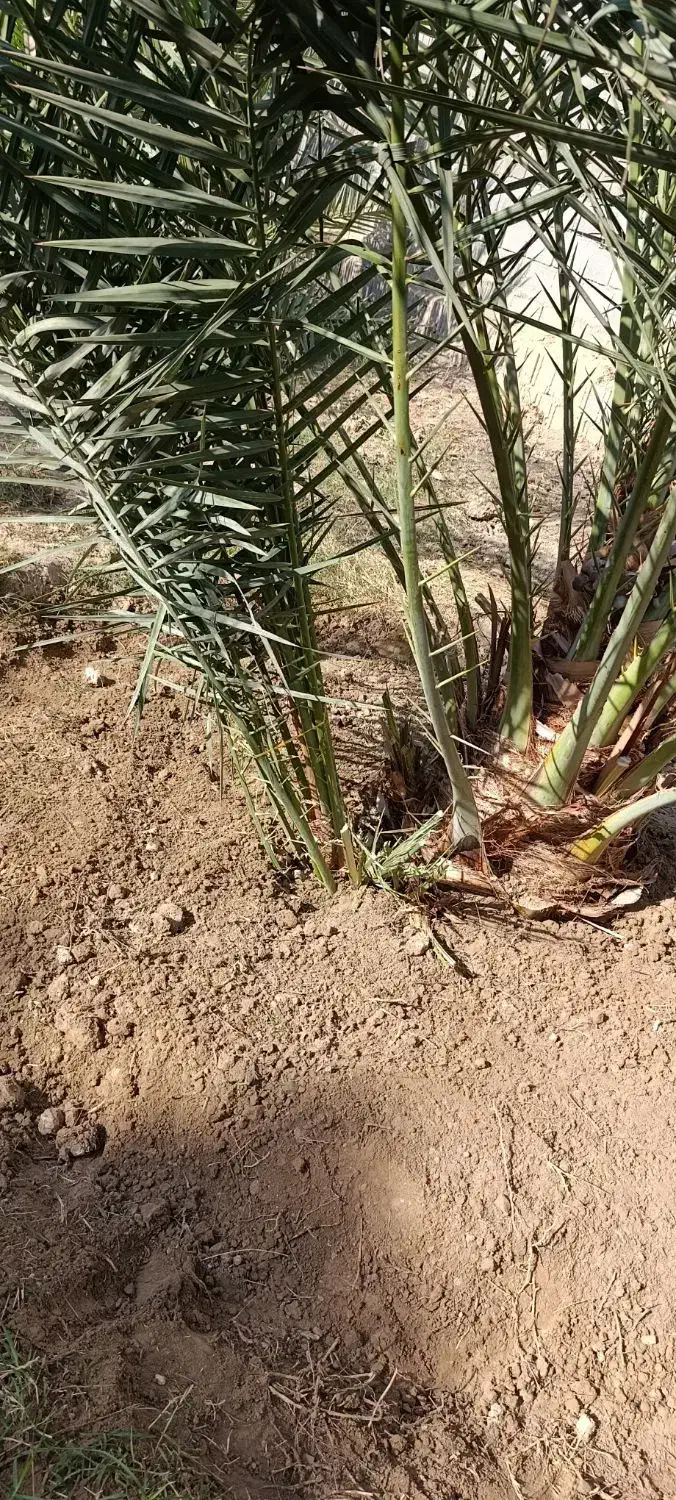 پاجوش نخل|گل و گیاه طبیعی|خورموج, |دیوار