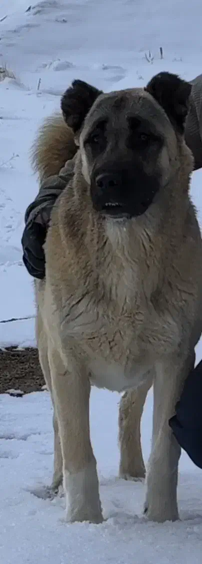 سگ سرابی|سگ|تویسرکان, |دیوار