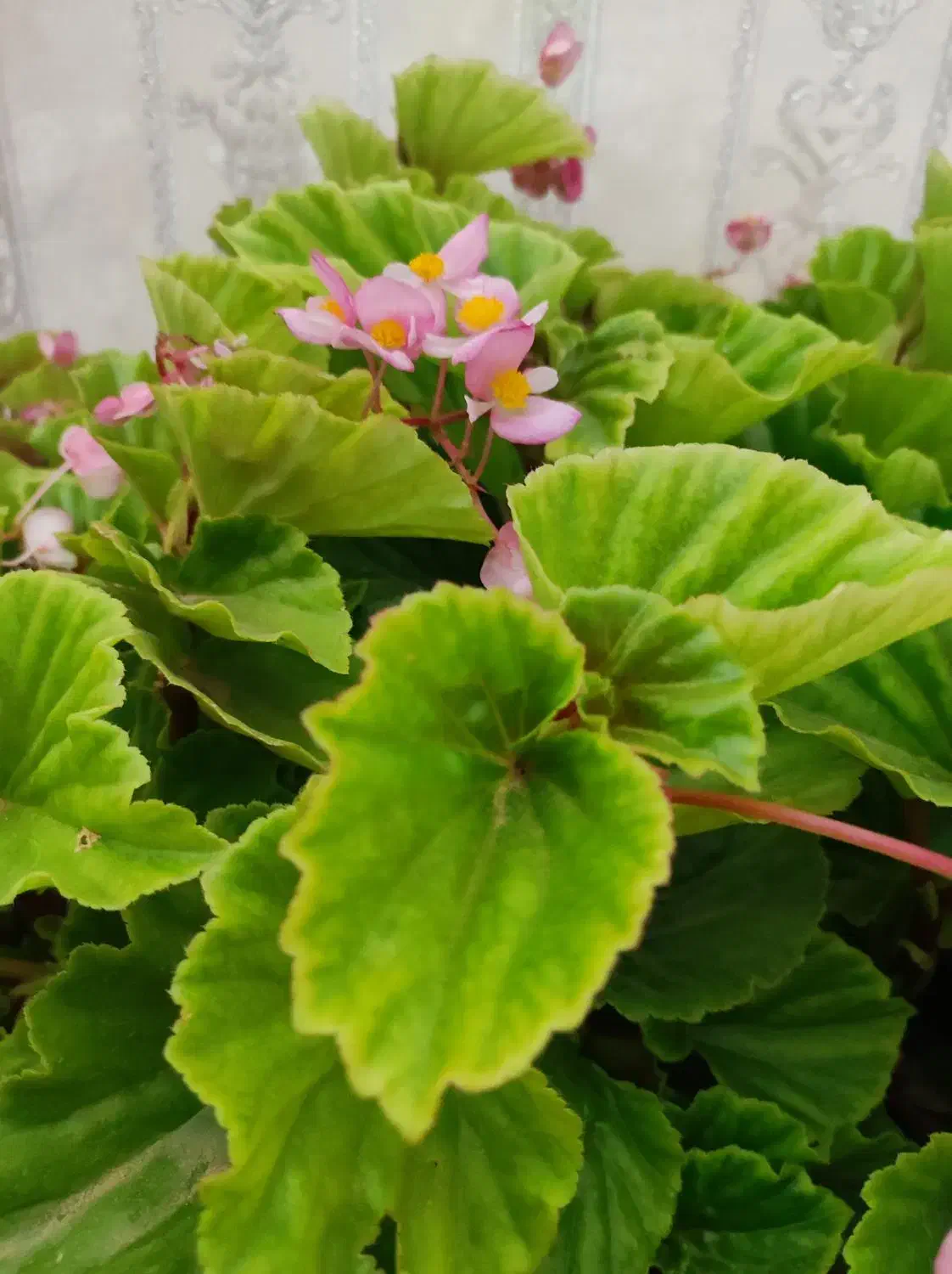 گل بگونیای عروس|گل و گیاه طبیعی|کندوان, |دیوار