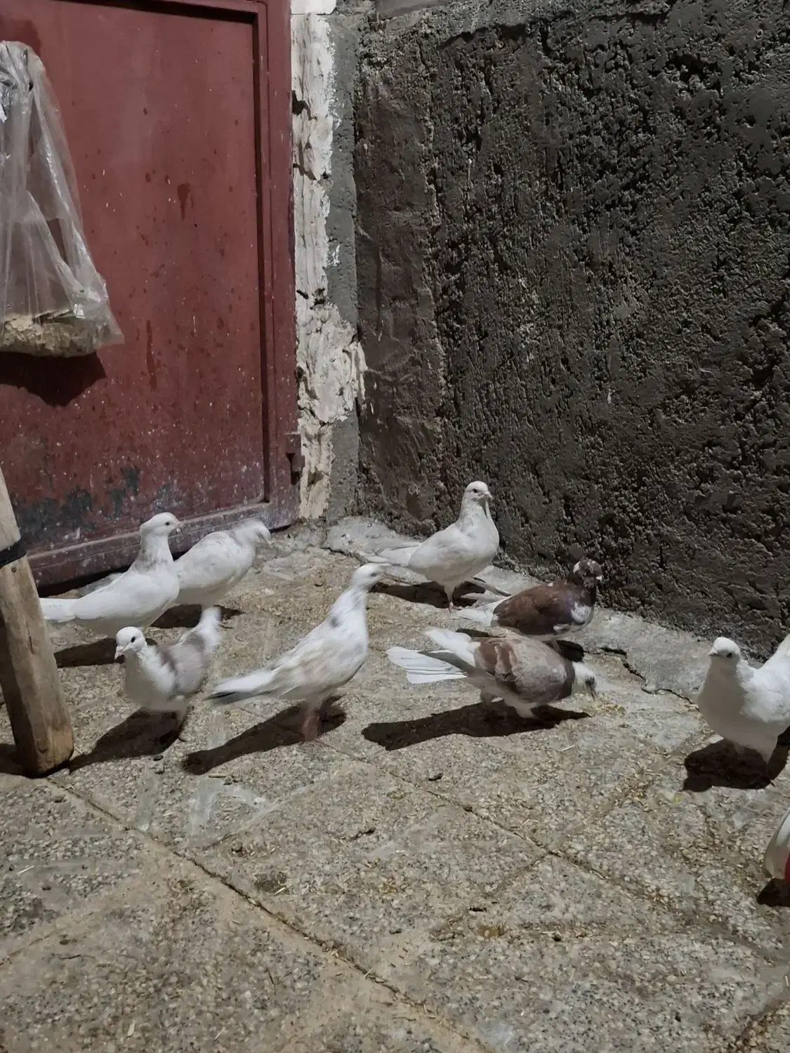 ۹عدد کبوتر خوب یکیشون طوقیه|پرنده|نورآباد, |دیوار