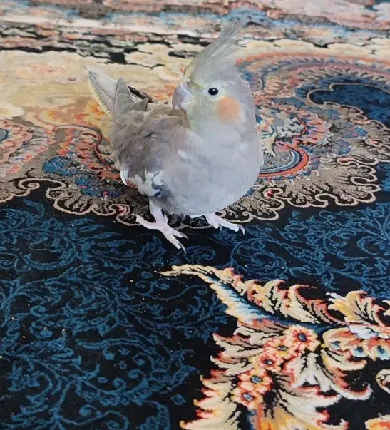 عروس هلندی ماده|پرنده|شازند, |دیوار