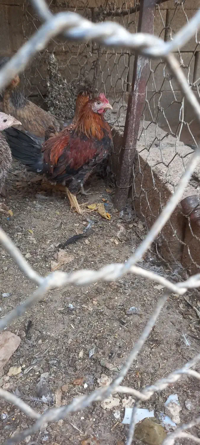 کفتر شامپیون کاشونی|پرنده|شهرضا, |دیوار