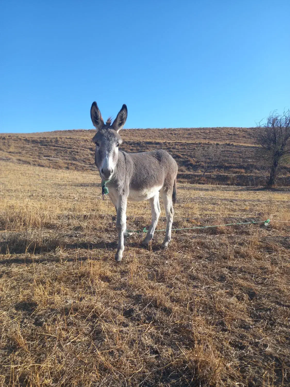 خر نر جوان|حیوانات مزرعه|قره پشتلو, |دیوار