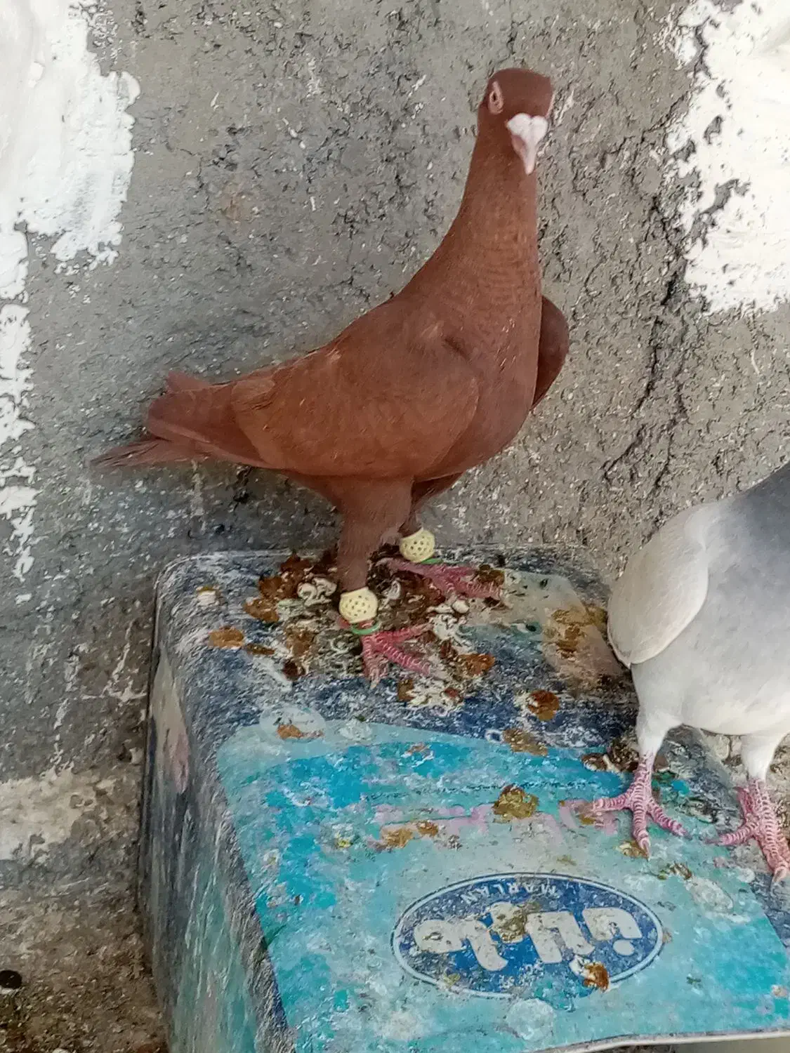 کفتر|پرنده|شیراز, کوشک میدان|دیوار