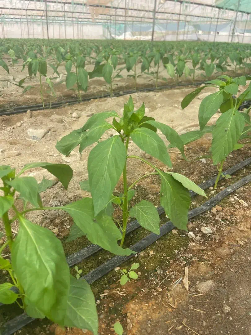 انجام خدمات گلخانه ،کاشت تا برداشت، نخ بندی سرپیچ|خدمات باغبانی و درختکاری|جیرفت, |دیوار
