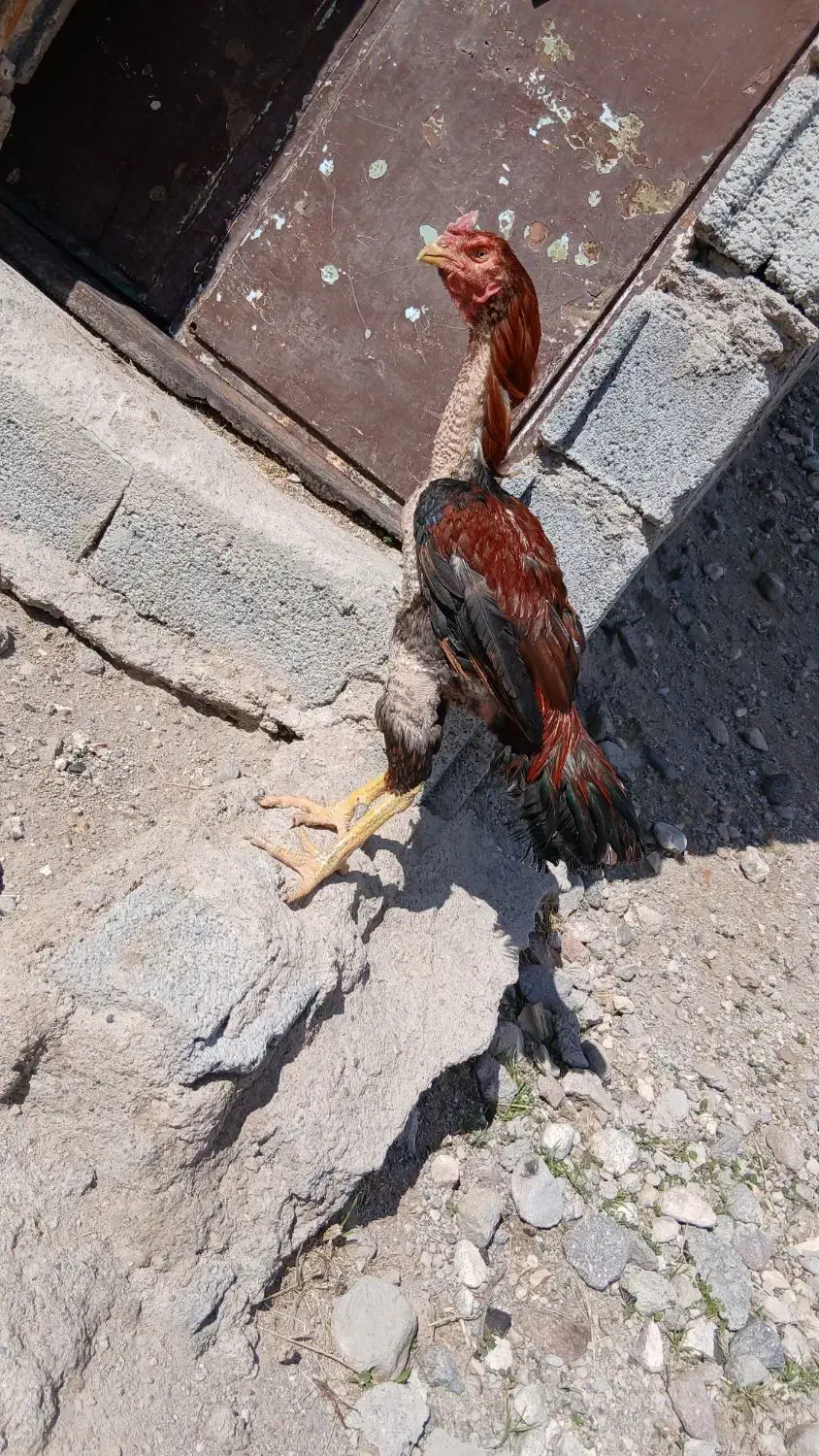 خروس لاری|حیوانات مزرعه|اسکو, |دیوار