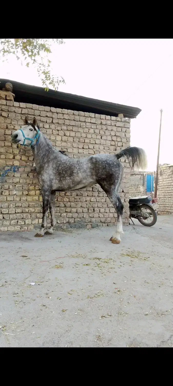 اسب مادیان کرد درجه یک|اسب و تجهیزات اسبسواری|تهران, جوادیه|دیوار
