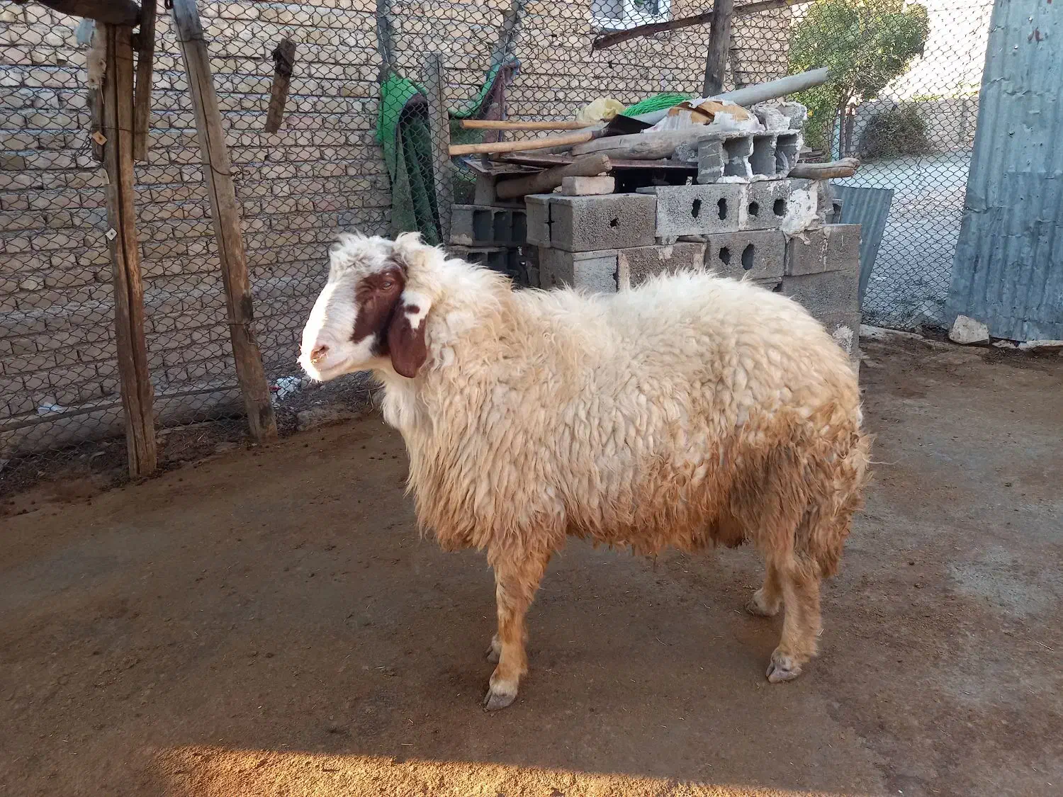 قوچ|حیوانات مزرعه|اسلامآباد غرب, |دیوار