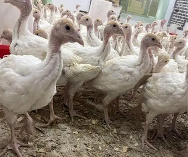 جوجه بوقلمون بیوتی ۶ درجه یک صادراتی فوق سنگین|حیوانات مزرعه|فاضل آباد, |دیوار