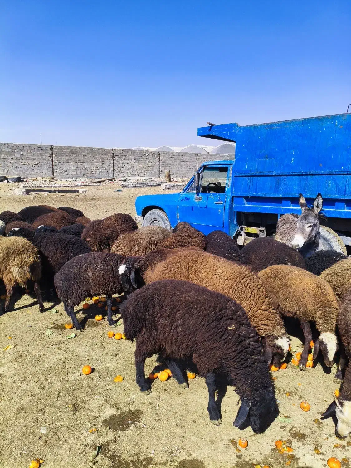 گوسفند مخصوص پروار|حیوانات مزرعه|محمدشهر, ولدآباد|دیوار