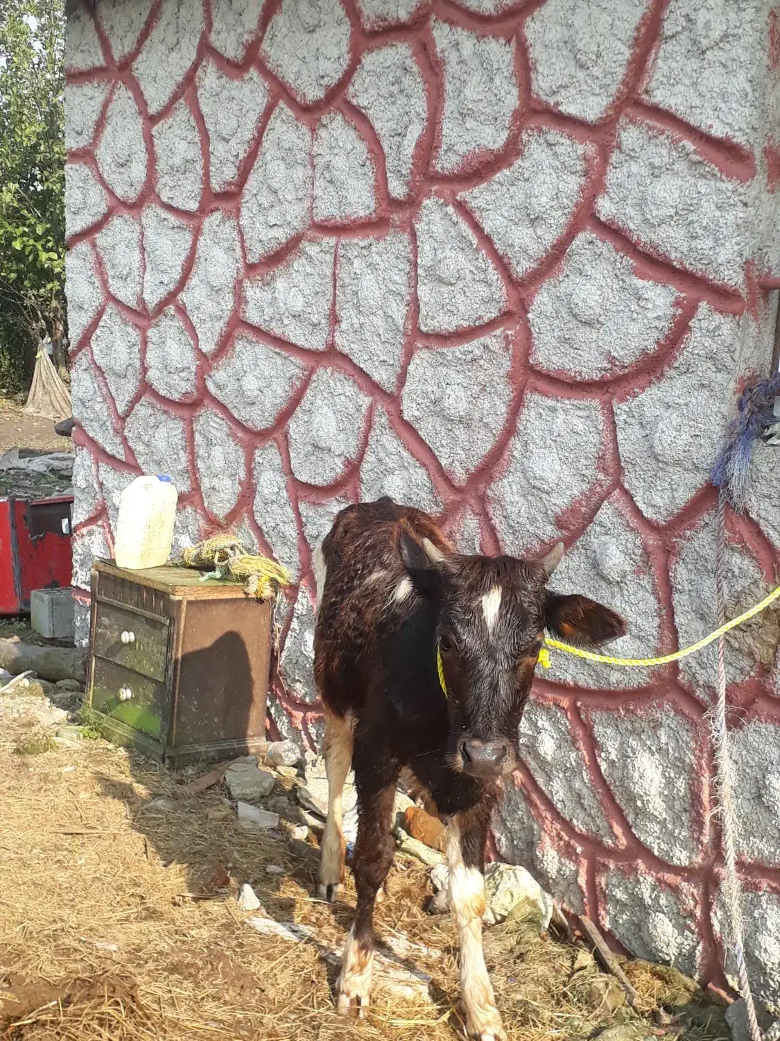 ۱راس لیشه عروسک   گاو ورزا|حیوانات مزرعه|رشت, حومه رشت|دیوار