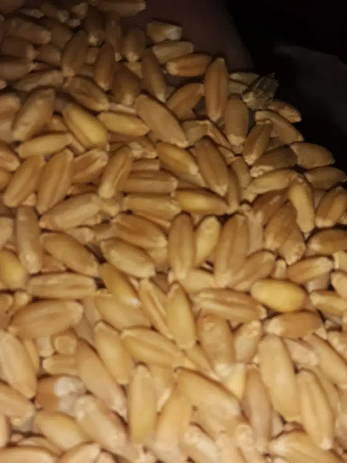 فروش گندم بوجاری شده|خوردنی و آشامیدنی|خرمدره, |دیوار