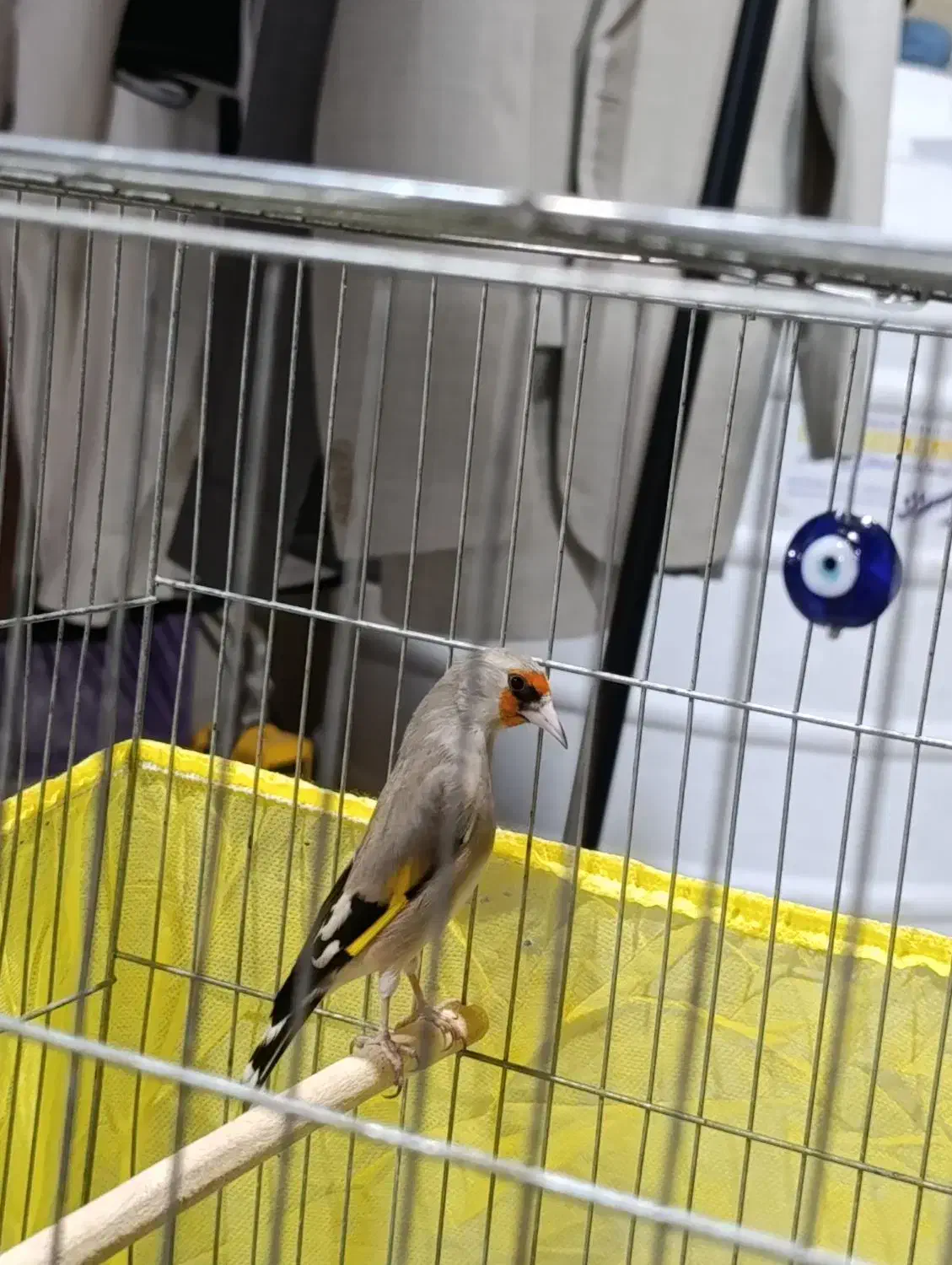 سهره سقا نر|پرنده|کرمان, |دیوار